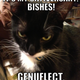 Illustration for article titled Real American Kitty: The Epic Journey of Bishface Bobby